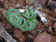 Dipcadi ciliare
