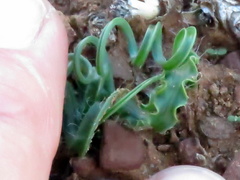 Dipcadi ciliare