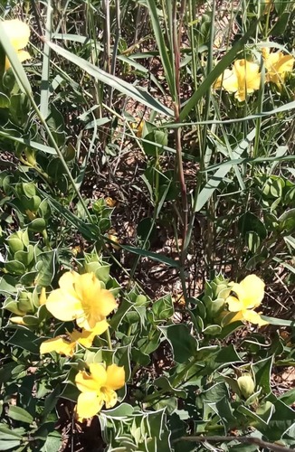 Barleria randii
