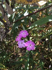 Phlox glaberrima interior