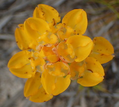 Ceratandra grandiflora