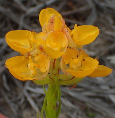 Ceratandra grandiflora