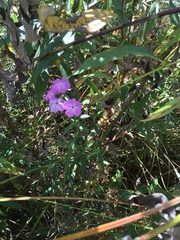 Phlox glaberrima interior