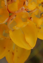 Ceratandra grandiflora