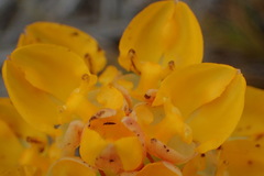 Ceratandra grandiflora