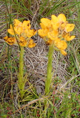 Ceratandra grandiflora