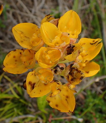 Ceratandra grandiflora