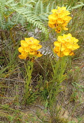 Ceratandra grandiflora