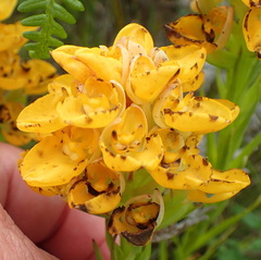 Ceratandra grandiflora