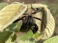 Anoplocnemis curvipes