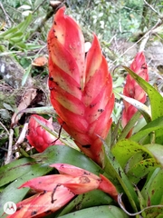 Tillandsia multicaulis