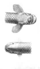 Gotyla Sucker Head photo 2