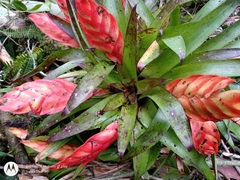 Tillandsia multicaulis