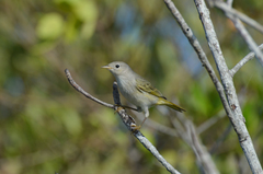 Setophaga petechia bryanti