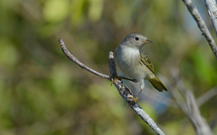 Setophaga petechia bryanti