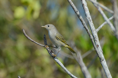 Setophaga petechia bryanti