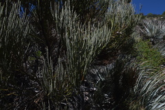 Retanilla ephedra