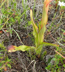 Disa chrysostachya