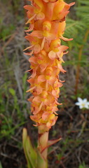 Disa chrysostachya