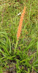 Disa chrysostachya