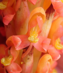 Disa chrysostachya