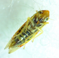 Erythroneura rubrella