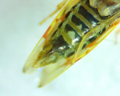 Erythroneura rubrella