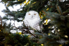 Bubo scandiacus image