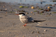 Sterna hirundo