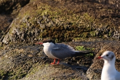 Sterna hirundo