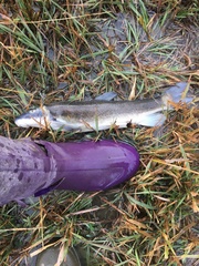 Catostomus catostomus