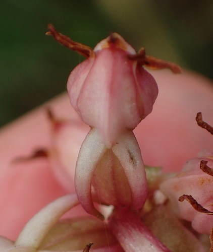 Image of Satyrium ligulatum by (c) Nicola van Berkel, some rights reserved (CC BY-SA)
