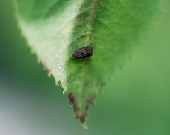 Deferunda rubrostigma