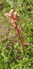 Satyrium ligulatum