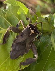 Petascelis remipes