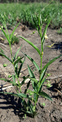 Pombalia oppositifolia