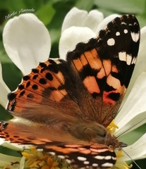Vanessa cardui