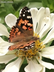 Vanessa cardui