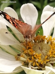Vanessa cardui