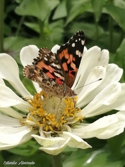 Vanessa cardui