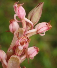 Satyrium ligulatum