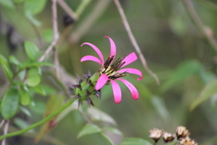 Mutisia speciosa