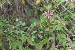 Mutisia speciosa