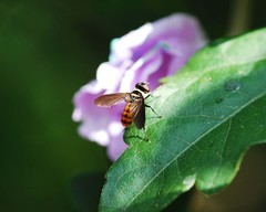 Pentatomophaga latifascia