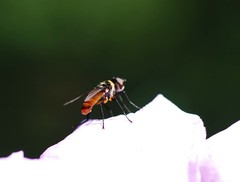 Pentatomophaga latifascia