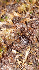 Lepthyphantes