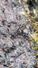 Lepthyphantes