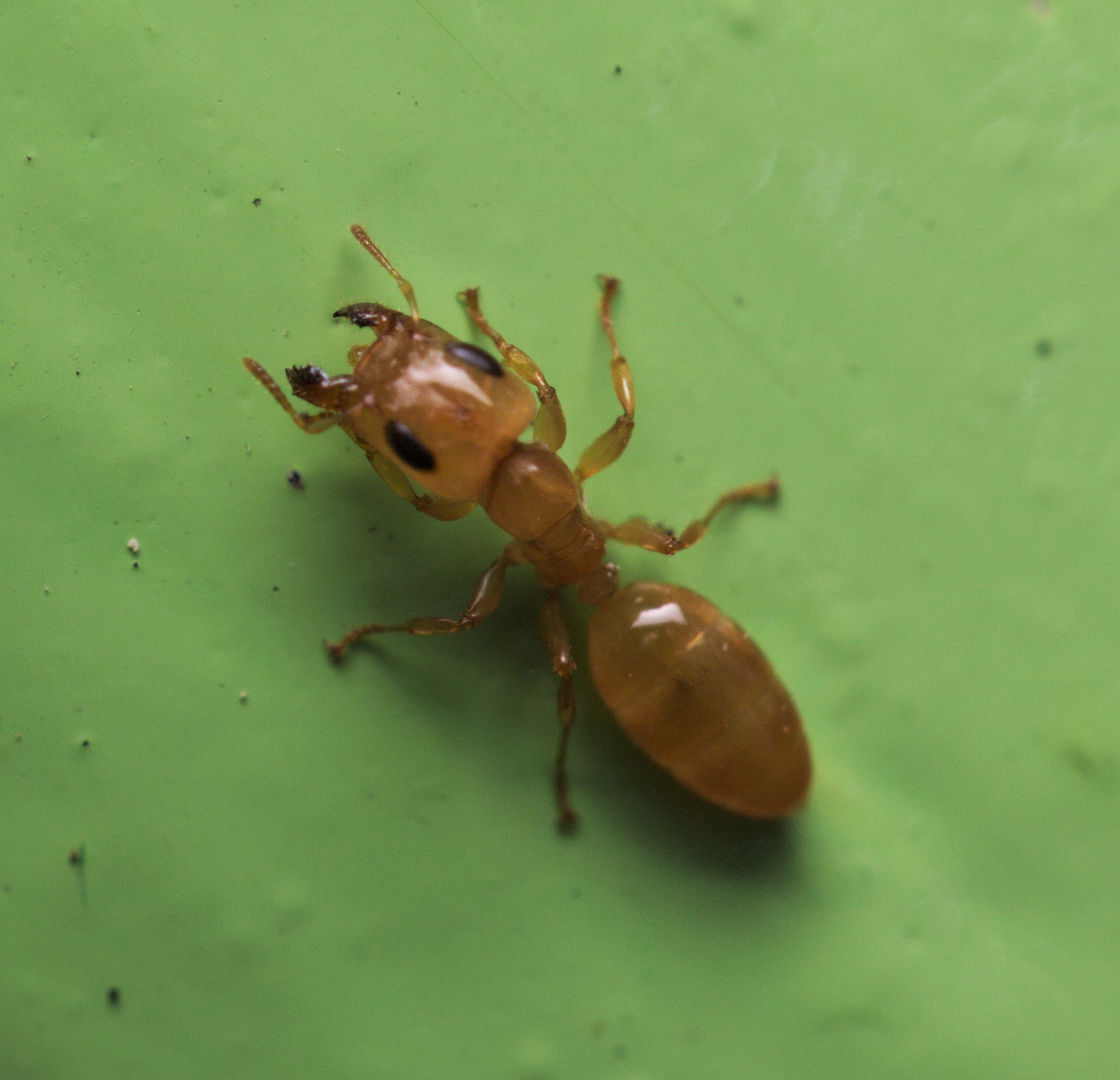 Gesomyrmex howardi
