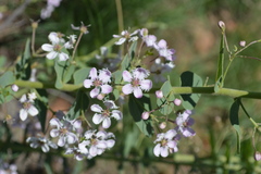 Triaspis hypericoides