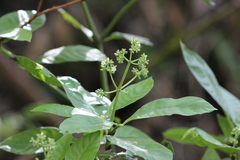 Psychotria carthagenensis